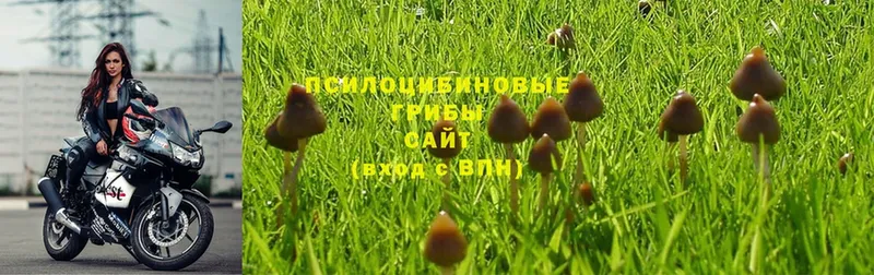 Галлюциногенные грибы Psilocybine cubensis  Кинешма 